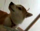 親方様に逆らう瞬間