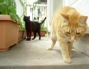 ベランダちょびっと探検