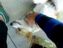 コーギーをひたすらモフモフする動画