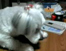 我が家の愛犬２
