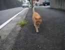 近所の野良ぬこを撮ってみた08