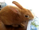 うた