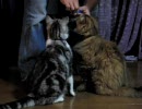 おやつを横どりされるもふもふねこ