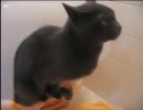 うちの猫の可愛い所