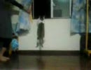 窓枠に登れないぬこ。