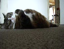 デブ猫イワシ君4