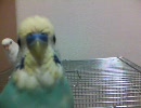 セキセイインコティッシュに大興奮！【大福＆茶柱】