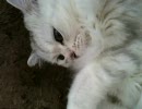 家の猫がモッフモッフになりました