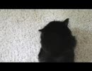 ♥しゃべりぬこ♥