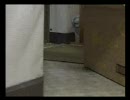 猫ばびゅーん