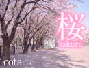 コブクロ「桜」を歌ってみた