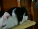 牛柄猫家族０４