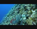ダイビングでの一コマ（沖縄・ケラマ）
