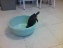 逃げる亀の悲劇