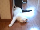 くるねこ大和　待つ胡ぼん