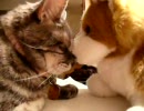 遊んでくれない猫２