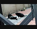 新宿バルト9付近に生息する猫たち