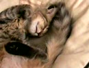 子猫睡魔との闘い