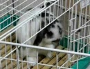 ウチのウサギのグルーミング