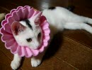 牛柄猫家族０５ ～闘いに負けて傷付いた世紀末少女～