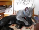 なめなめ動画