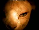 MegaDeth-INSOMNIA