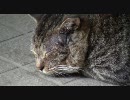 ドアを開けたら、猫が居ました。