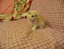 癒しの子猫
