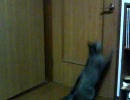 ドアを開けるぬこ