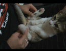 ぱたぱた動画