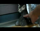【ある日子猫を拾ってきた】　キリ成長記　Part2