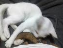 かわいいぬこ動画