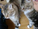 実家に帰って猫と戯れてきた