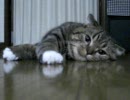 なかなか釣れないねこ。