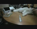 ノル3匹 #286「猫を机の上でコーミングしたら落ち着かなかった」