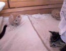 【猫】歩けるようになったお（´ω｀）見守る動画【ねこ】