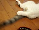 くるねこ大和　胡ぼんにシッポぶんぶん