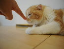 福岡の猫カフェ「猫カフェ　Ｃｌａssic」　８／１５