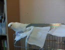セキセイインコが日頃の恨みをティッシュに爆発。【大福＆茶柱】