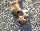 猫に囲まれた！その１