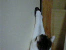 扉を開ける猫