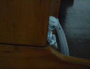 夏休みにドロッセルが冒険しちゃう・・・っていう☆