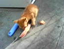 2 サーモンを食べる仔猫