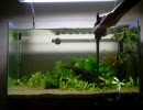 なんとなく金魚水槽を立ち上げる Part3