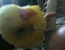 指につられて頭フリフリ(*´∀｀*)