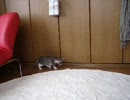 ラグのタグが怖い子猫