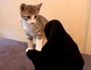 モアレ #19 「ろくぶて」