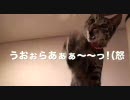 猫のサスケ　新年のしごと