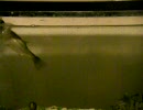 シーバス動画　ハゼ捕食