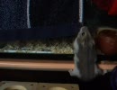 脱走ハムスター